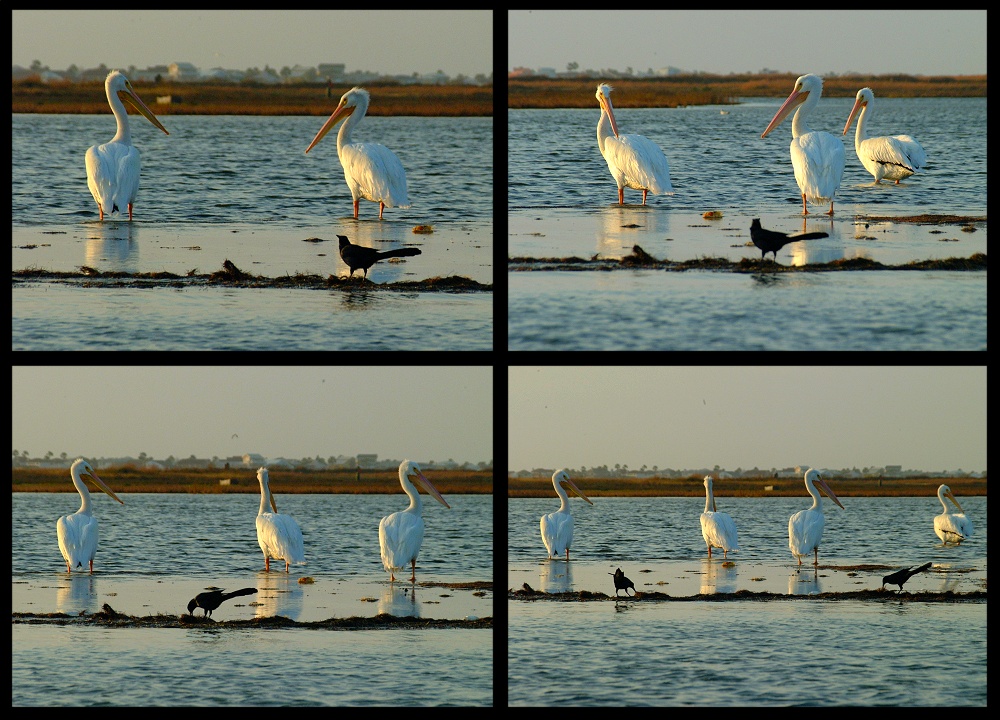 (08) pelican montage.jpg   (1000x720)   305 Kb                                    Click to display next picture